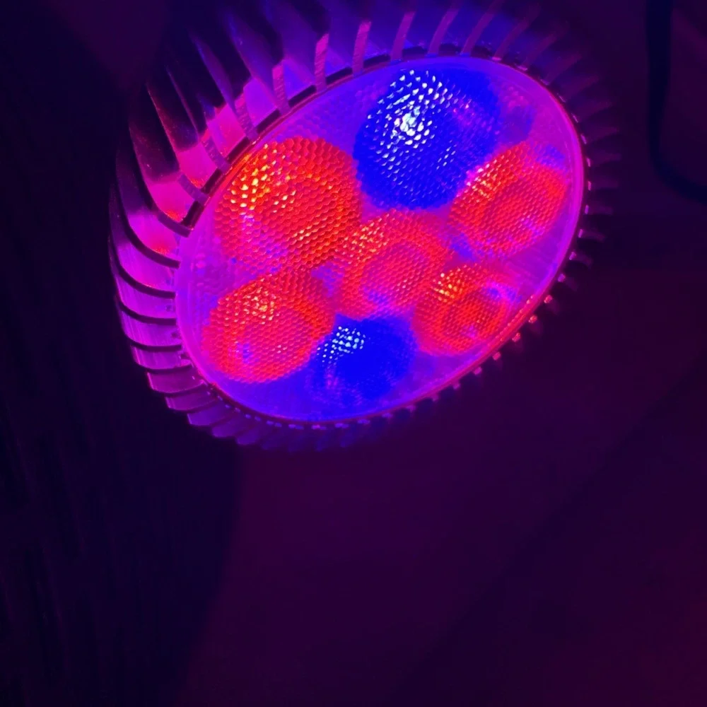 Clip-on LED Light With  Adjustable Gooseneck Light In The Color Of Purple Flex